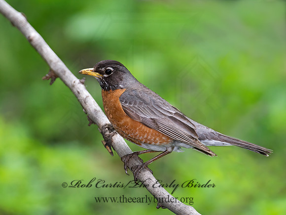 Turdus migratorius  AMERICAN ROBIN 9011645z