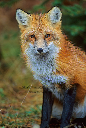 Vulpes vulpes  RED FOX 61603z