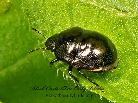 Corimelaena EBONY BUG 9069144z