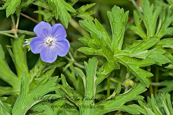 Geranium maculatum  WILD GERANIUM 5010690z
