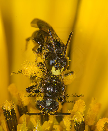 Protandrena rudbeckiae grp 6010748z