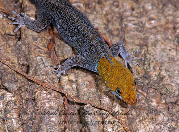 Gonatodes fuscus  YELLOW-HEADED GECKO 197535z