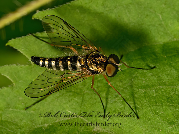 Chrysopilus ornatus  ORNATE SNIPE FLY 9079179z