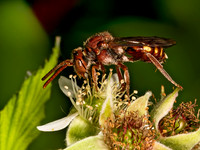 Nomada ruficornis grp NOMAD BEE 9078611z