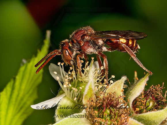 Nomada ruficornis grp  NOMAD BEE 9078611z