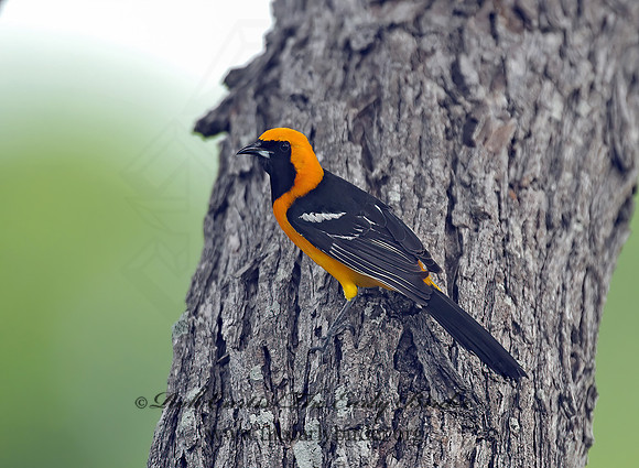 Icterus cucullatus  HOODED ORIOLE 6023128z