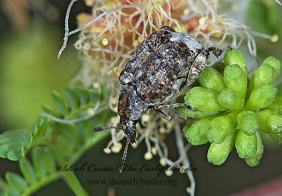 Merobruchus major 7006050z