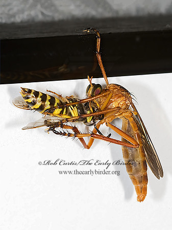 Diogmites neoternatus  HANGING THIEF 8007658z
