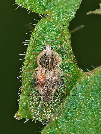 Gargaphia tiliae  LINDEN LACE BUG 9040167z