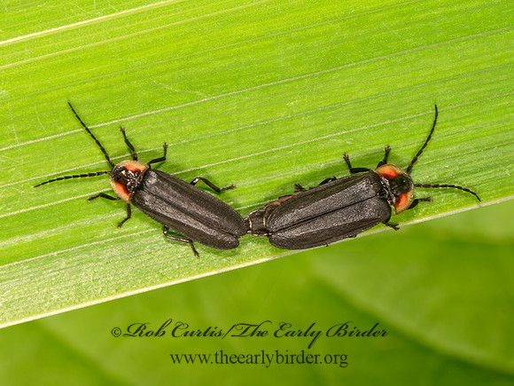 Pyropyga decipiens  WINTER FIREFLY 9079931z