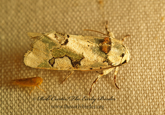 Emarginea percara  BELOVED EMARGINEA MOTH93929z