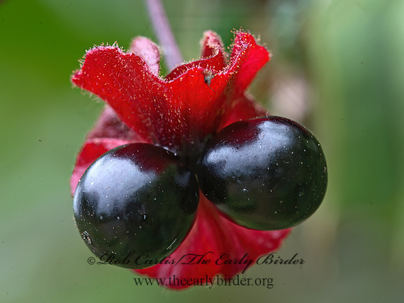 Lonicera involucrata  TWINBERRY 9059418z