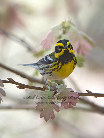 Setophaga townsendi  TOWNSEND'S WARBLER 9056319z