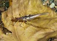 Neoxabea bipunctata  2-SPOTTED TREE CRICKET 5000831z