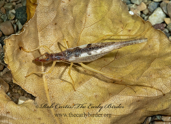 Neoxabea bipunctata  2-SPOTTED TREE CRICKET 5000831z