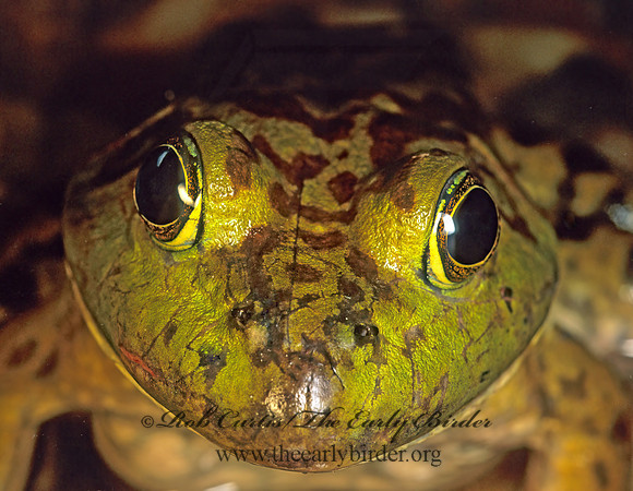 Lithobates catesbeianus  AMERICAN BULLFROG155712 z
