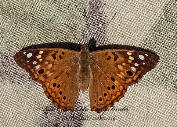 Asterocampa celtis  HACKBERRY EMPEROR 8018014z