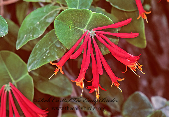 Lonicera sempervirens TRUMPET HONEYSUCKLE 186631z