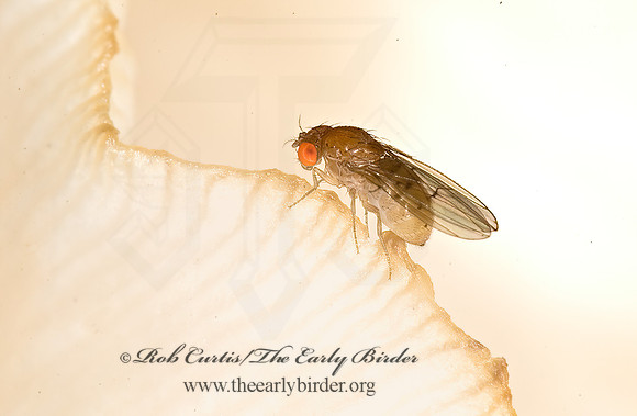 Drosophila quinaria gourp VINEGAR FLY 6011480z