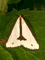 Haploa lecontei LECONTE'S HAPLOA 9079019z