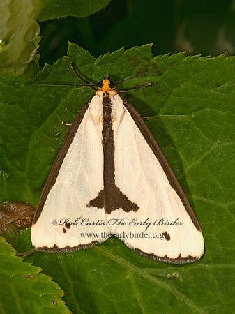 Haploa lecontei  LECONTE'S HAPLOA 9079019z