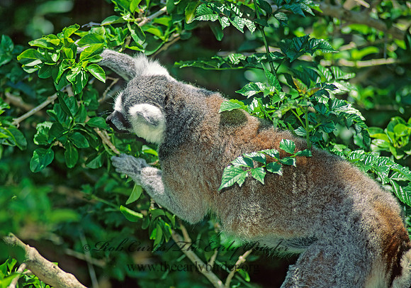 Lemur catta  RING-TAILED LEMUR 126612z
