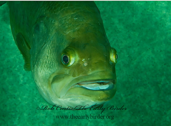 Micropterus salmoides  LARGEMOUTH BASS 4002479z