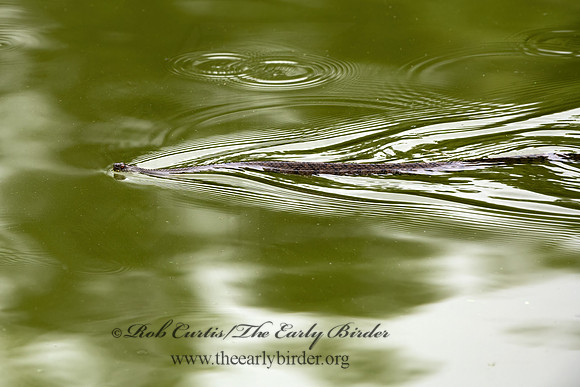 Nerodia rhombifer  DIAMONDBACK WATER SNAKE 3031841z