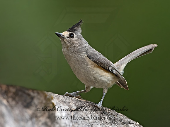 Baeolophus atricristatus  BLACK-CRESTED TITMOUSE 3035581z