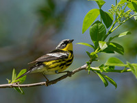 Setophaga magnolia MAGNOLIA WARBLER 9046401z
