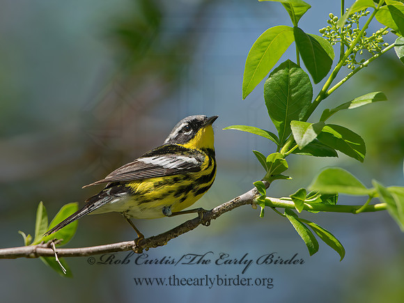 Setophaga magnolia  MAGNOLIA WARBLER 9046401z