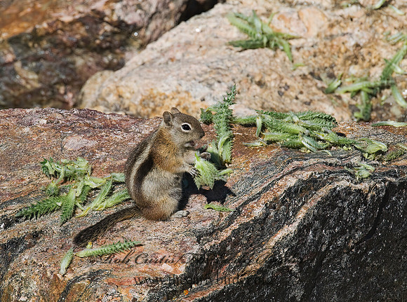 Callospermophilus lateralis  GOLDEN MANTLED SQUIRREL 7010686z