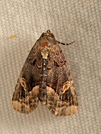 Homophoberia apicosa  BLACK WEDGE-SPOT 9051286z