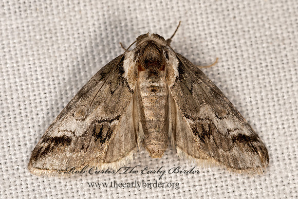 Baileya  NOLID MOTH 3035357z