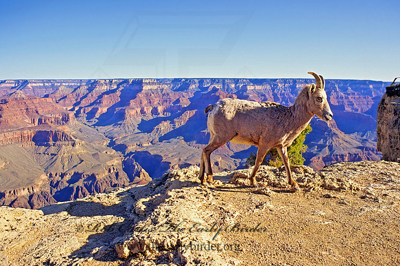 Ovis canadensis  BIGHORN SHEEP 121022z