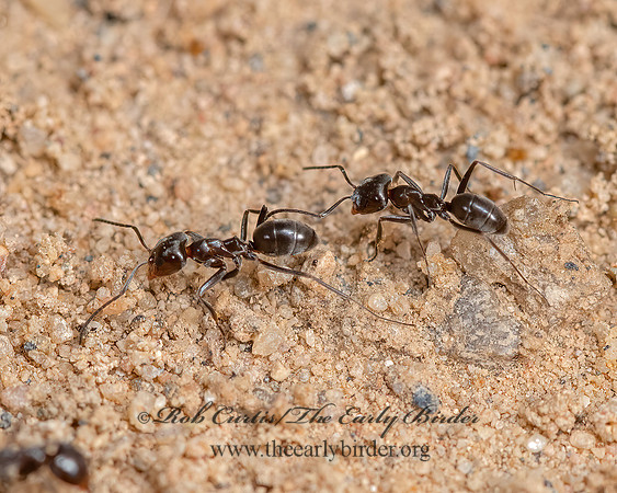 Dorymyrmex smithi  PYRAMID ANT 3025212z