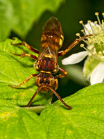 Nomada luteola grp NOMAD BEE 9078615