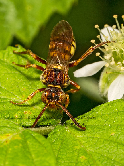 Nomada luteola grp  NOMAD BEE 9078615