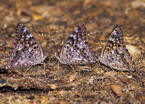 Asterocampa celtis  HACKBERRY EMPEROR 171835z