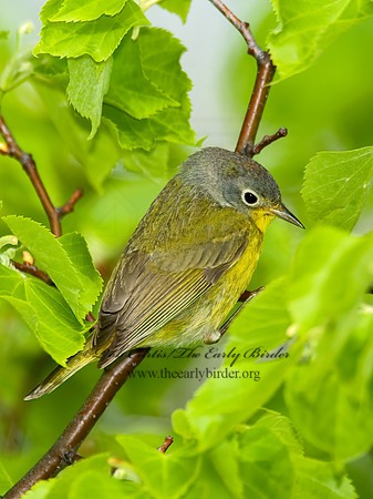 Oreothlypis ruficapilla  NASHVILLE WARBLER 8003507 z