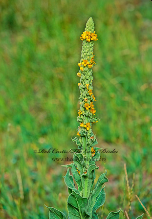 Verbascum thaspis  COMMON MULLEIN 211718z