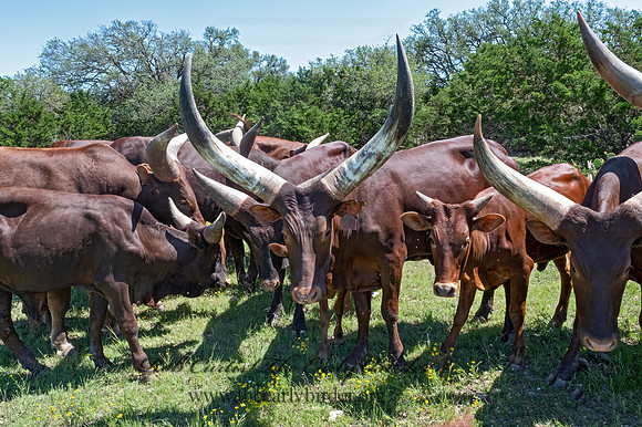 Bos taurus  TEXAS LONGHORN CATTLE 3036209z