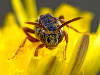 Nomada luteola grp NOMAD BEE 9078727