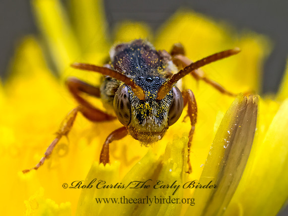 Nomada luteola grp  NOMAD BEE 9078727