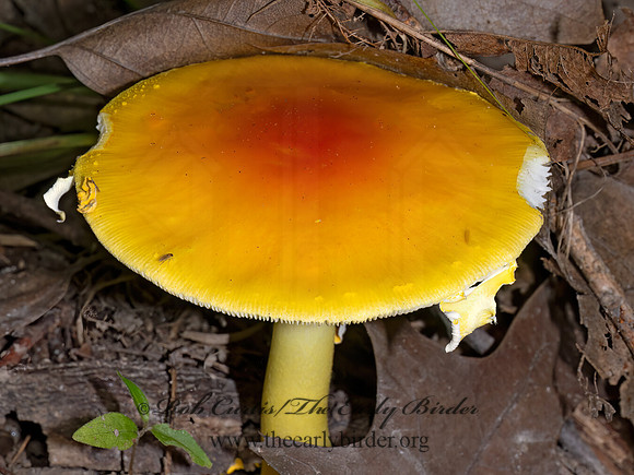 Amanita AMANITA MUSHROOM 9089956z