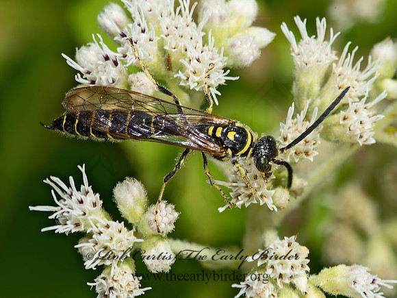 Myzinum  THYNNID WASP 9050955z