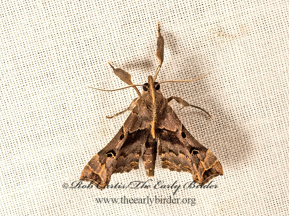 Palthis asopialis  FAINT-SPOTTED PALTHIS 9049995z