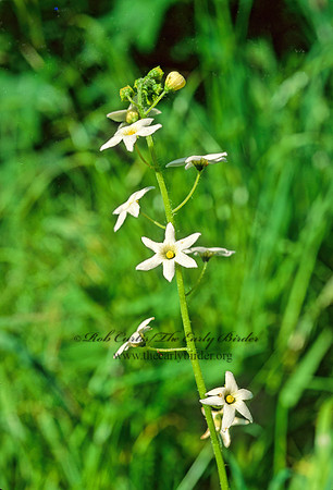 Marah fabacea  CALIFORNIA  MANROOT 130616z