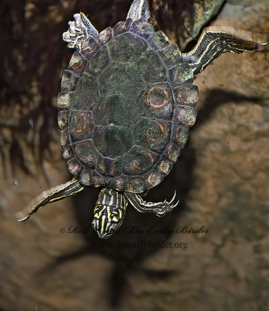 Graptemys oculifera   RINGED SAWBACK TURTLE 8016017z