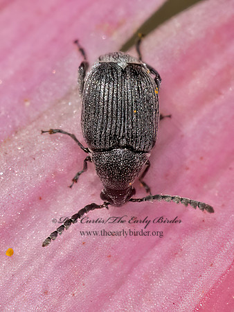 Acanthoscelides  BEAN WEEVIL 9063510z